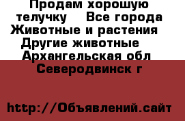 Продам хорошую телучку. - Все города Животные и растения » Другие животные   . Архангельская обл.,Северодвинск г.